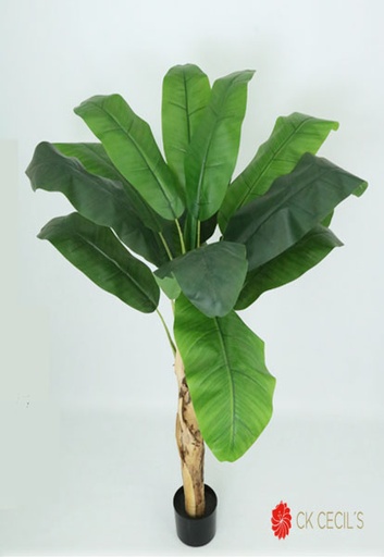 [413512] BANANA TREE X 16LVS X 1.37 MT 