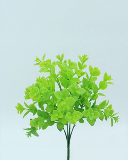 [413890] PILEA BUSH 31 CM. LIGH GREEN