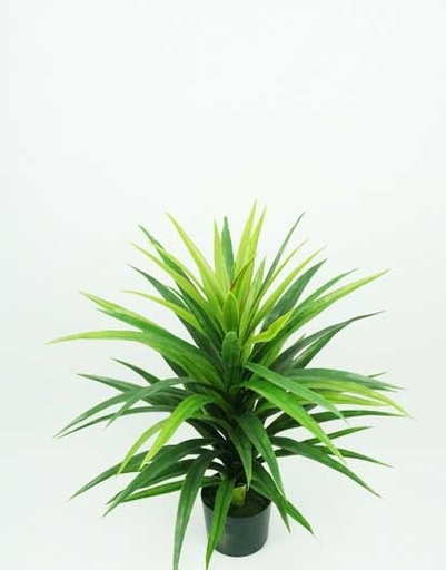 [4130160] YUCCA PLANT 77 CM. GREEN