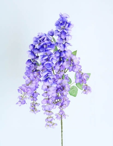 [413094] SOPHORA JAPONICA 1 MTS LAVANDA