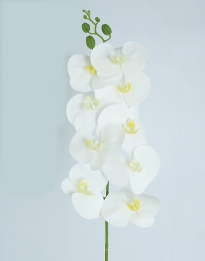 [413095] PHALEANOPSIS 94 CM WHITE YELLOW