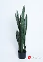 [4130250] Sansevieria Plant 1.12Mt Green.webp