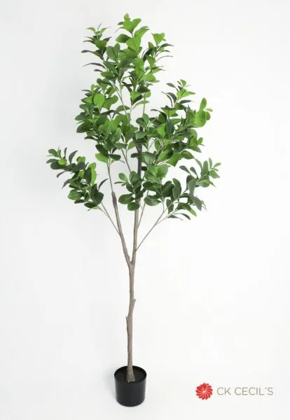 [413525] Camelia Tree X 423Lvs.X1.85Mts.webp