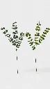 tf-954321.webp