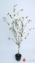 pomelli_photoshoot_image_9_16_0609 (40).webp