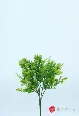 VR02537:01  .webp