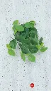 VR09267:01  d.webp