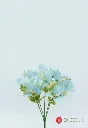 [4130186] Alstromeria X 5 X 30Cm Blue.webp