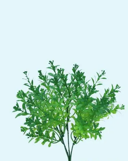 [413891] Policarpo Bush 31 Cm. Dark Green.webp