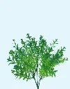 [413891] Policarpo Bush 31 Cm. Dark Green.webp