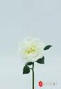 [4130238] Rose Spray 23 Cm. White.webp