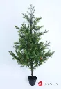 [277692] Pine Tree Con Maceta 1.58 Mts. Green.webp