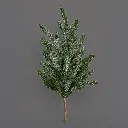 K1467.webp