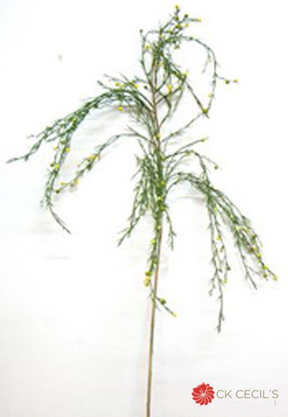 Berry Espanol 1.20Cm Crema