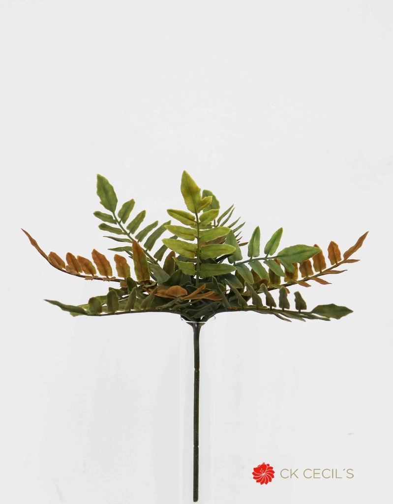 CLOAK FERN PICK X11 LVS.27CM GREEN