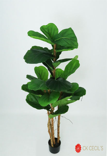 FIDDLE TREE NAT X 26 LVS X1.52