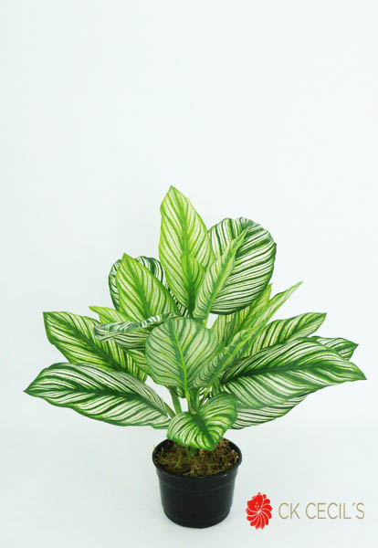 CALATHEA NAT. X 22LVS X 40 CM.