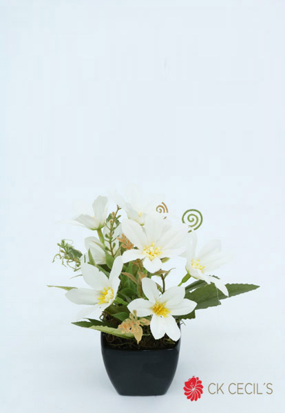 [4130308] Plastic. Cuad.Mini Con Daisy / Dk/Wh