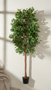 Ficus Electrico X 18 X 1.80Mts / Green