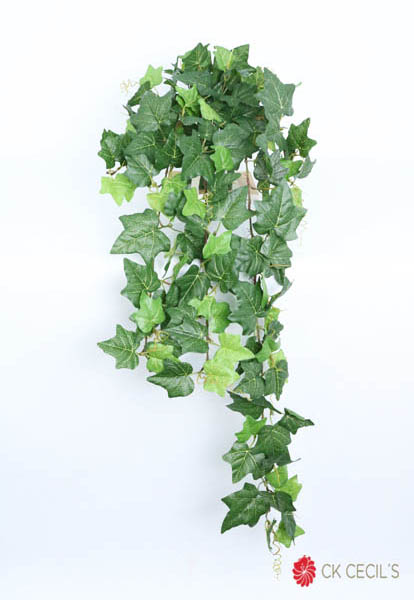 English Ivy Bush Uv 1Mt X180Lv / T.T. Green