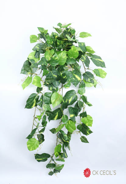 POTHOS BUSH UV 1MT X180LVS / GREEN/CREAM