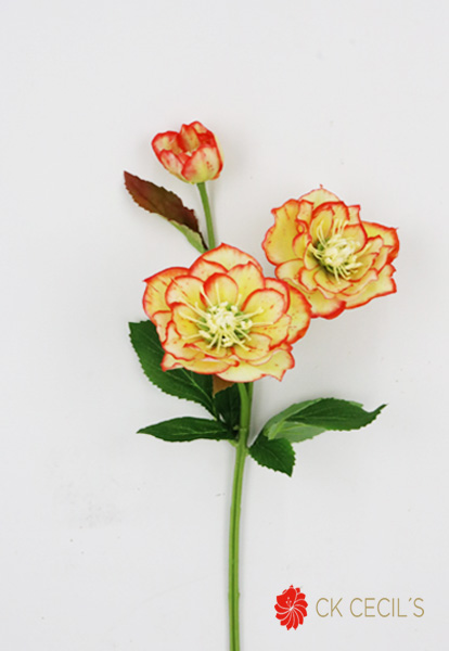 Helleborus Spray 41Cm / Orange Yellow