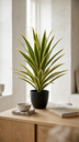 SANSEVIERIA PLANT 79CM X 40LVS / GREEN YELLOW