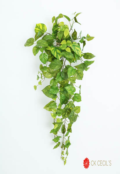 Pothos Hanging Bush x156lv 98 cm / Green VR48001/01