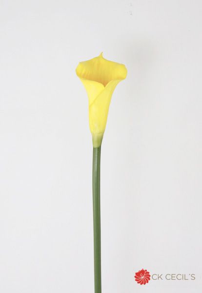 Calla Lily Latex Lg Coral