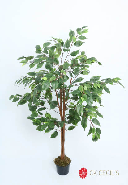 Ficus Filtro Uv(Exterior)12 X1.20 Mts Green