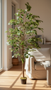 Ficus Filtro Uv(Exterior)12 X1.20 Mts Green