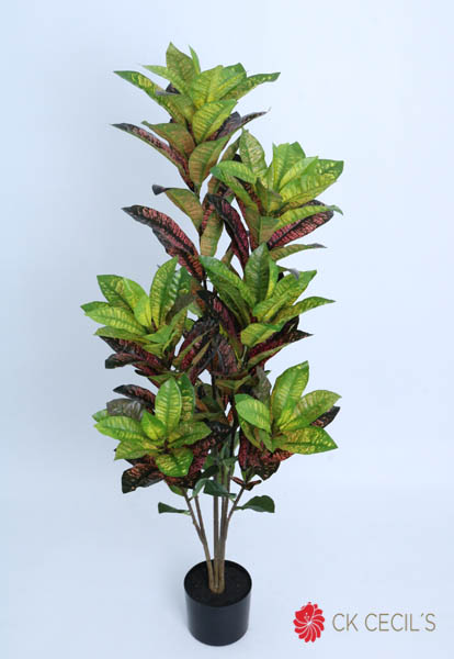 [4130407] Croton Plant Nat X 1.20 Mts. Green