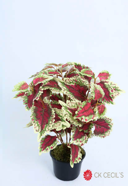 COLEUS BUSH X 7 X 46 CM. BURGUNDY GREEN