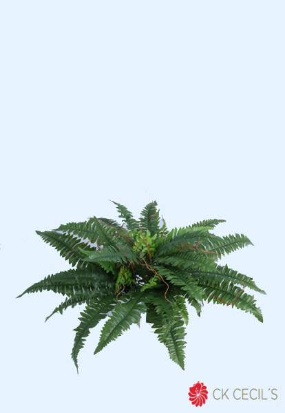 BOSTON FERN X 38 LVS X 58 CM. GREEN