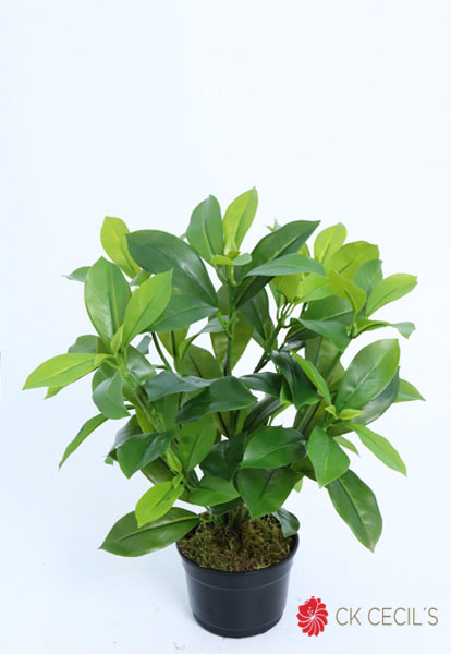 FAGRAEA CEILANICA BU NAT.X5X43 GREEN