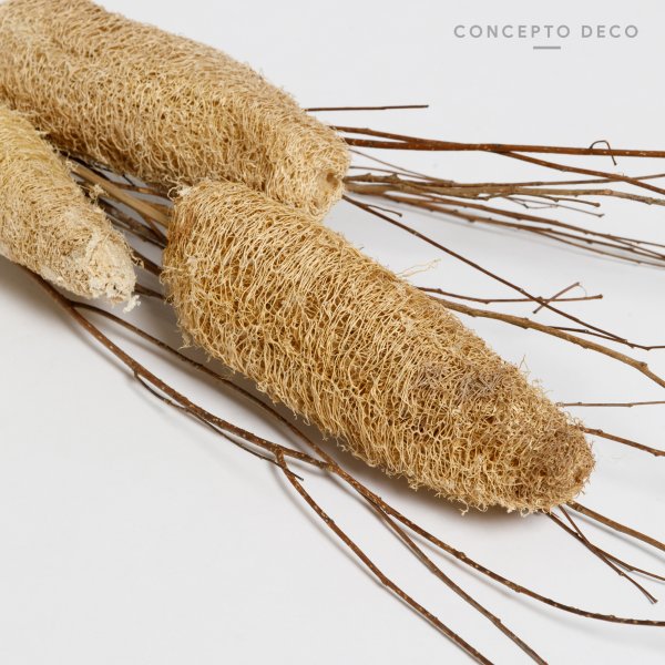 [165738] Flores Secas Bouquet Luffa Small On Stem 75Cm