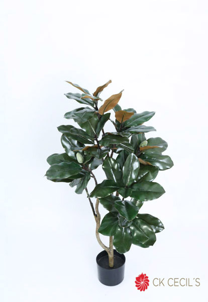 OAK PLANT 1MTS X 72 LVS T.T. GREEN