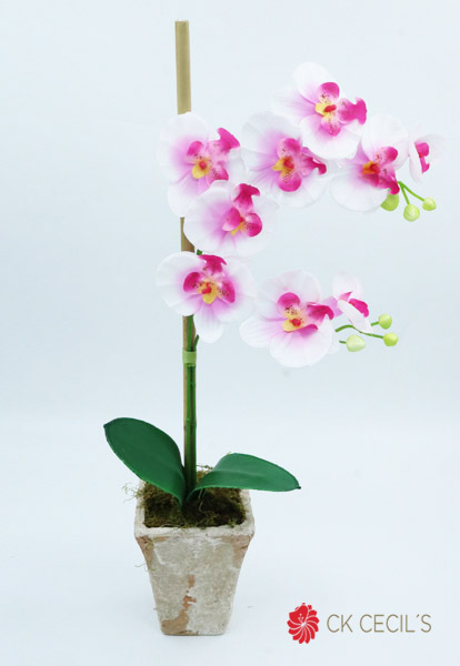 [4130075] Trap.Gde.Piedra Orq.X2 50X30Cm White Pink