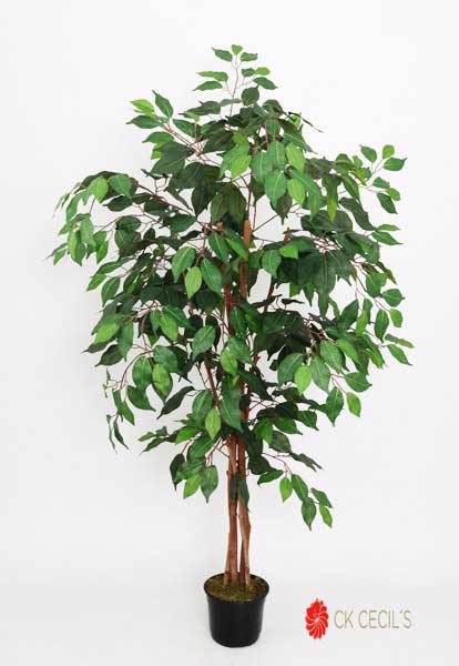 [4130083] Ficus X12 X 1.20Mt Verde
