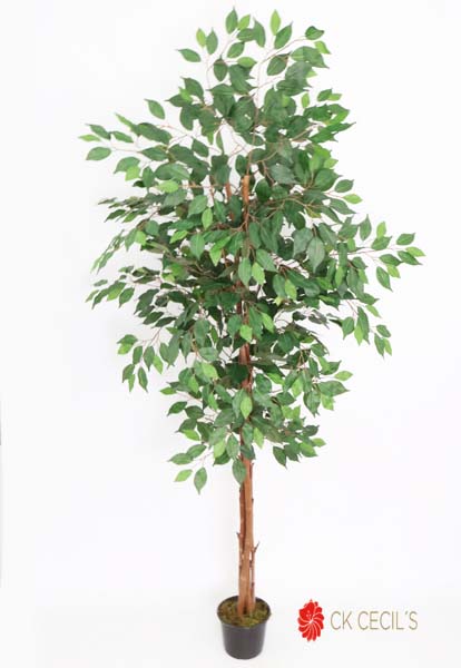 [4130084] Ficus X18 X 1.80Mt Verde