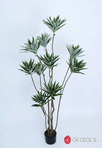 [4130108] Dracena Tree X12 X336Lv.X1.50M Green White