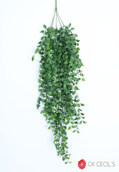 [4130248] Ficus Caida X 5 X 85 Cm. Green