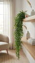 Ficus Caida X 5 X 85 Cm. Green