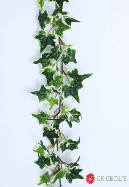 [413481] English Ivy Garld X 168L.X1.83 Green White