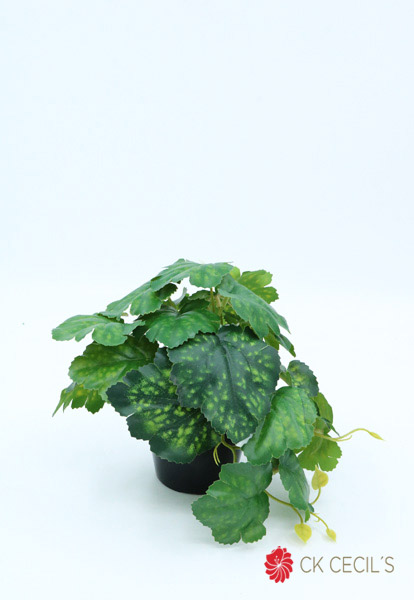 [413483] Grape Ivy Caida  18 X 24 Cm. Green