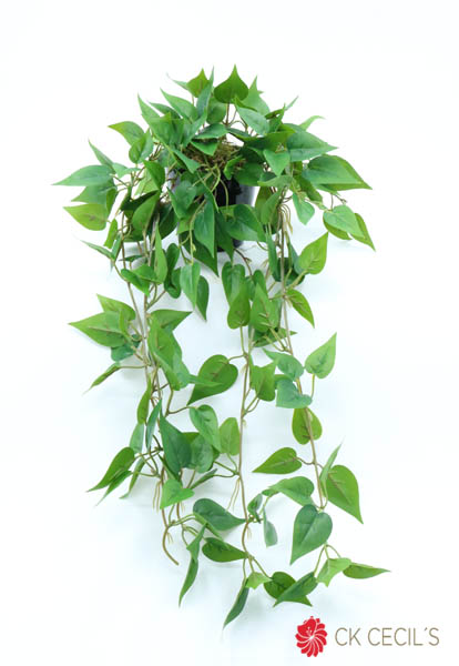 [413491] Wandering Caida 14 X 50 Cm Green