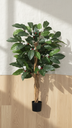 Coffe Tree X 126 Lvs. X 92 Cm. T.T. Green