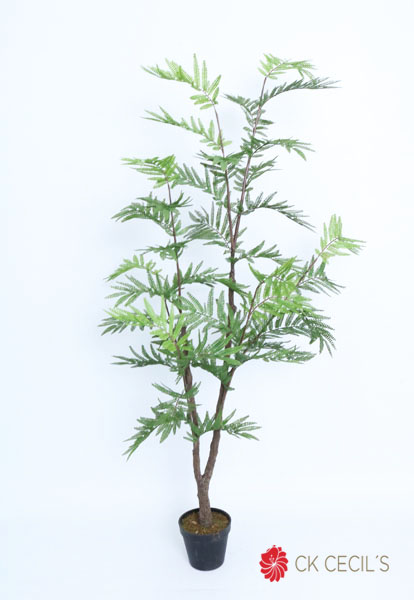 JACARANDA TREE X 1.25 MTS GREEN