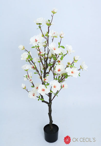 [413245] Magnolia Tree X 60X1.20M X 36F Green White