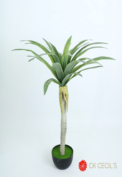 [413248] Dracena Tree Nt. X27Lvs.X1.20M T.T. Green